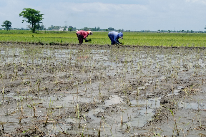 TANAM ULANG: Kondisi tanaman padi usai seminggu terendam banjir di Desa Kedungbetik, Kecamatan Kesamben selain rusak juga mati, Jumat (27/1).