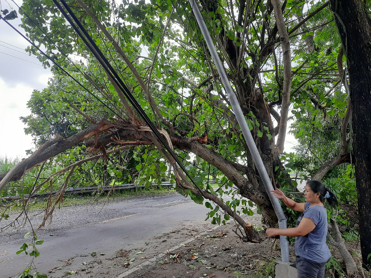 Warga menunjukkan pohon yang ambruk dan menutup sebagian ruas jalan nasional di Jombang
