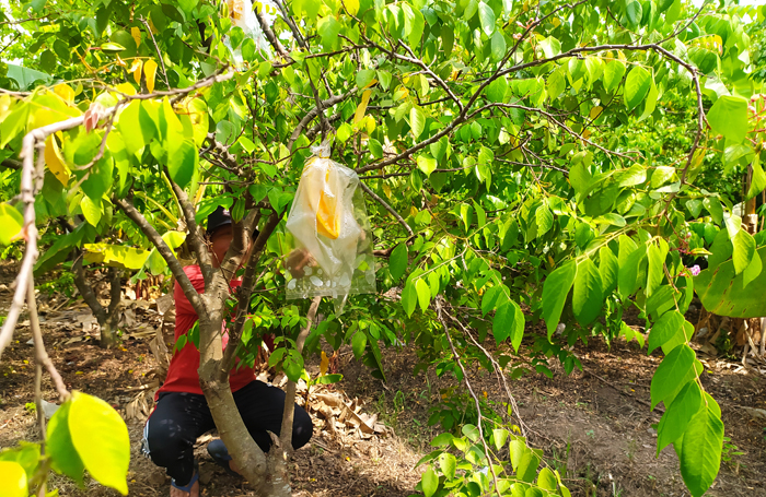 DIPLASTIK: Buah blimbing agar tak terserang hama lalat di musim hujan dibrongsong.
