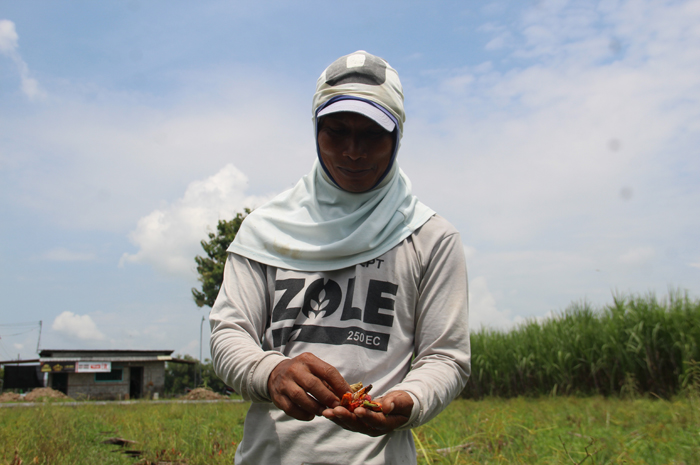 DIPANEN: Mamat, 35, warga Dusun Pedes, Desa Sukorejo, Kecamatan Perak, saat memanen cabai di sawahnya, kemarin (30/1).