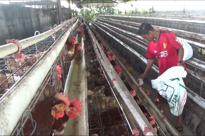 PASRAH: Teddy Purwanto  peternak ayam petelur di Desa/Kecamatan Mojowarno tengah memberi makan ayamnya ditengah harga pakan naik, Kamis (1/2).