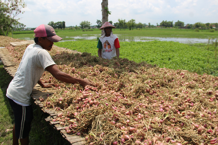 DIJEMUR: Petani bawang merah di Desa Tinggar, Kecamatan Bandarkedungmulyo, saat menjemur di bawah terik, Jumat (2/2).