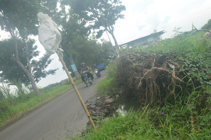 RUSAK: Bahu jalan di Desa Keras, Kecamatan Diwek terdampak pohon yang roboh sejak Januari lalu.