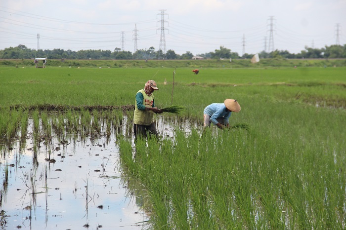 DISULAMI: Petani di Desa Perak Kecamatan Perak tanam ulang padi yang mati akibat terendam banjir.