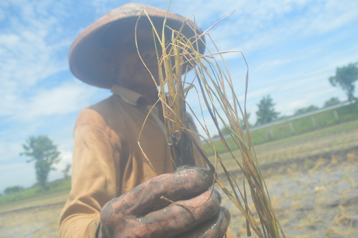 MATI: Salah seorang petani di Desa Kedungbetik, Kecamatan Kesamben menunjukkan padi yang baru saja ditanam mati usai terendam banjir.