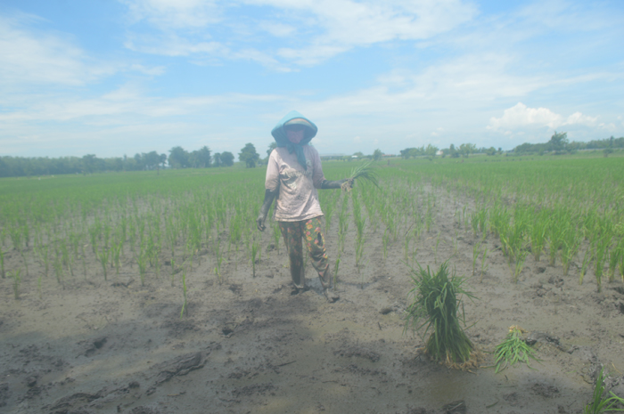 RUSAK: Salah satu petani tengah tanam ulang di Desa Kedungbetik, Kecamatan Kesamben usai tanaman padi mati terdampak banjir.