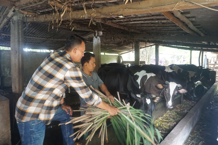 SENTRA SUSU SAPI: Kades Murukan Muhamad Iqbal Firdaus (kemeja kotak) bersama ketua kelompok ternak memberi pakan sapi di salah satu kandang.