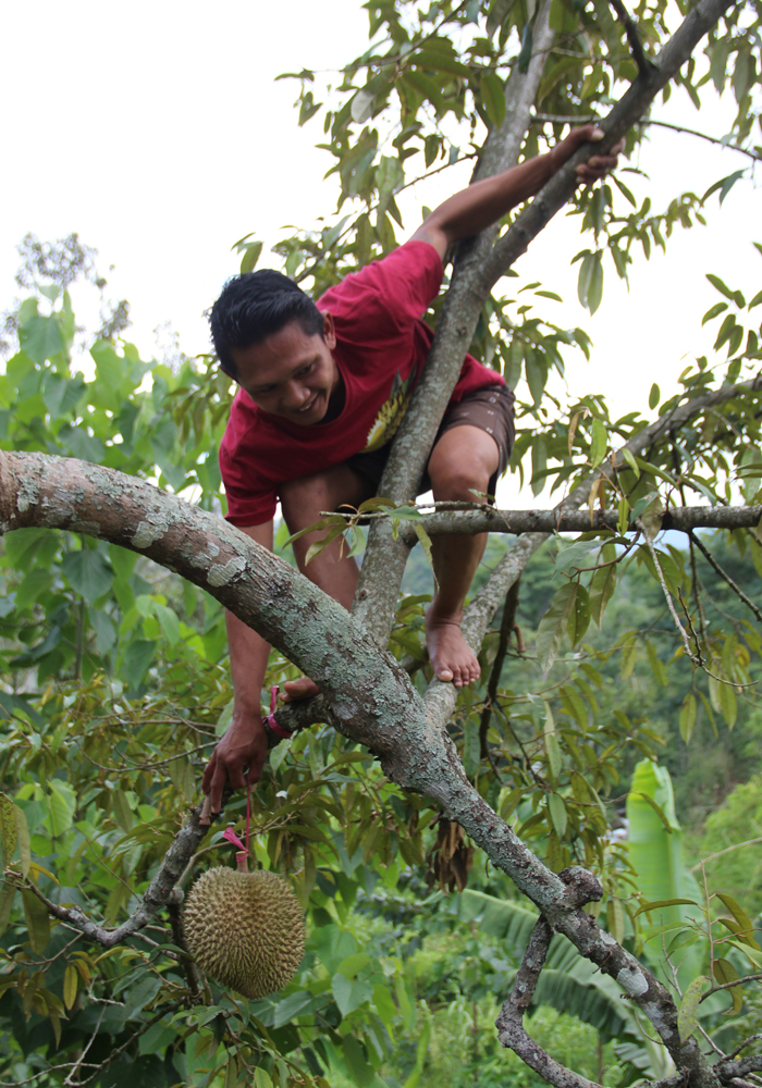 DIPETIK: Petani durian Kala Gondang memetik buah yang telah matang.