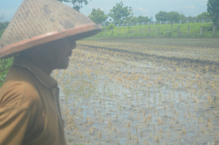 MATI: Salah seorang petani di Desa Kedungbetik, Kecamatan Kesamben, menunjukkan tanaman padi mati akibat banjir luapan Afvour Watudakon.