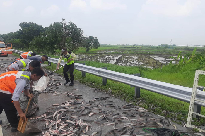 BERSERAKAN: Ikan lele berhamburan di jalan tol Jombang-Mojokerto usai pikap terguling.