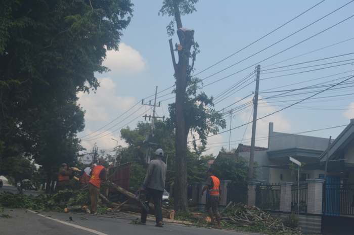 DIPANGKAS: Petugas tengah melakukan pemangkasan pohon peneduh di Jalan Basuki Rahmat, Senin (19/2).