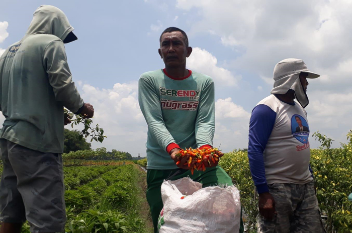 PANEN: Sejumlah petani memanen cabai di Dusun Putat Tanjung, Desa Tanjung Gunung, Kecamatan Peterongan, Rabu (21/2)