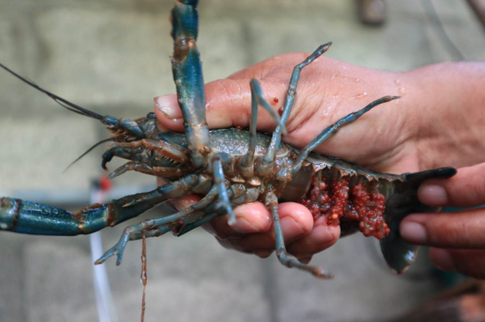 ULET: Ali Zubaidi Warga Dusun/Desa Grogol, Diwek menunjukkan lobster air tawar di rumahnya.