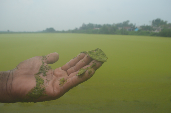 MENGHIJAU: Salah satu petani Dusun Ingaskerep, Desa Kedungmlati, Kecamatan Kesamben menunjukkan lumut akibat banjir yang merendam sawahnya dengan rentan waktu cukup lama.