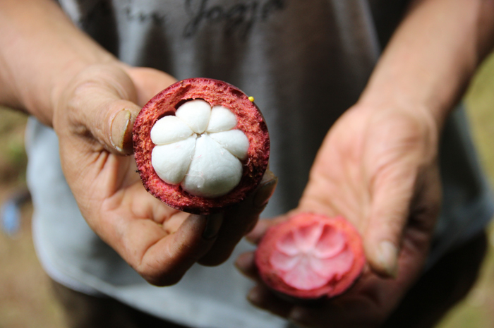 BERDAGING BESAR: Manggis Desa Jarak memiliki ciri khas daging lebih besar dan tebal.