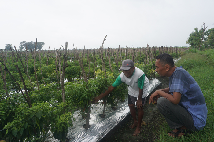 POTENSI UNGGULAN: Kepala Desa Sumberteguh Wawan Sudarmanto bersama petani menunjukkan hasil panen cabai merah besar di wilayah desanya.