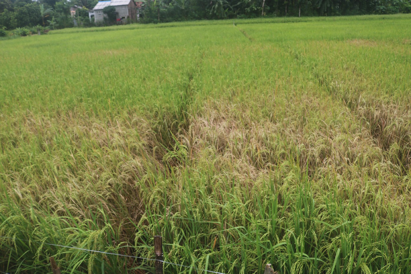 KERING: Salah satu tanaman padi petani di Kecamatan Bandarkedungmulyo yang terserang hama wereng mengering.