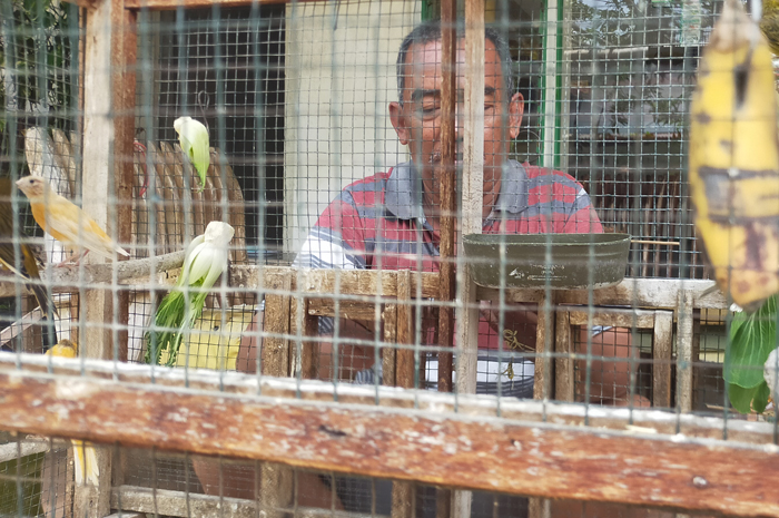 LADANG BISNIS: Fatqurohman dengan keuletannya budi daya burung kenari kini sukses dapat pundi-pundi cuan.
