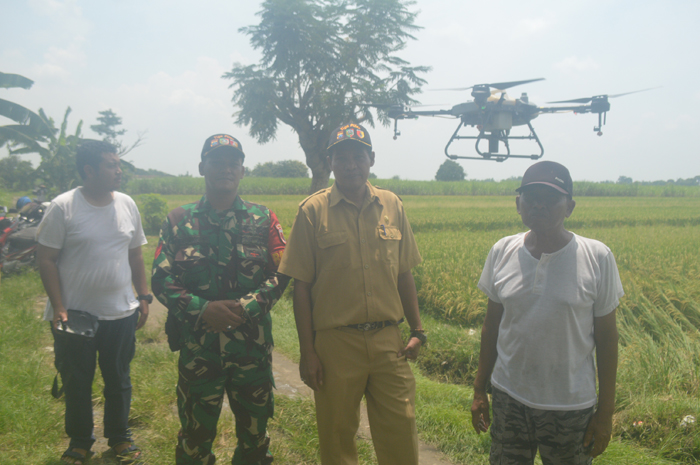 KOMPAK: Kades Dukuhklopo Saiful Anam (baju keki) bersama jajaran perangkat desa memantau gerakan pengendalian hama wereng menggunakan drone di Dusun Kapringan.