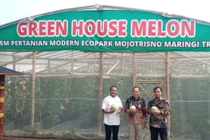 BIKIN BANGGA: Kades Mojotrisno Nanang Sugiarto bersama perangkat desa menunjukkan melon baru saja dipetik.