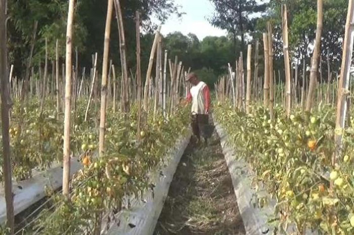 DIPANEN: Salah seorang petani tomat di Desa Genukwatu, Kecamatan Ngoro, Jombang memetik tomat yang harganya terus naik.