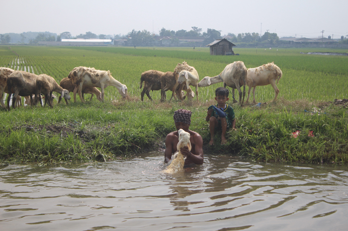 TERUS TURUN: Salah seorang warga tengah memandikan hewan ternak kambing di saluran Desa Kepuhdoko, Kecamatan Tembelang, Jombang.