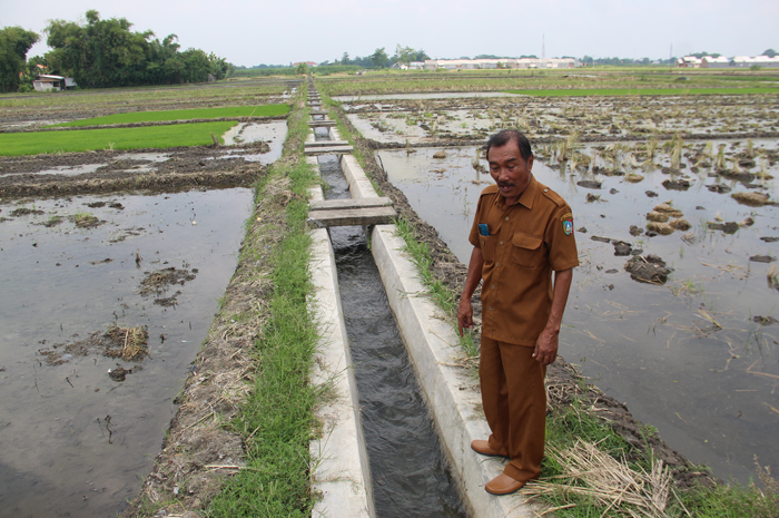 PEDULI: Kepala Desa Morosunggingan H Sunaryo menunjukan pembangunan saluran irigasi di Dusun Sidomoro, Selasa (16/4).