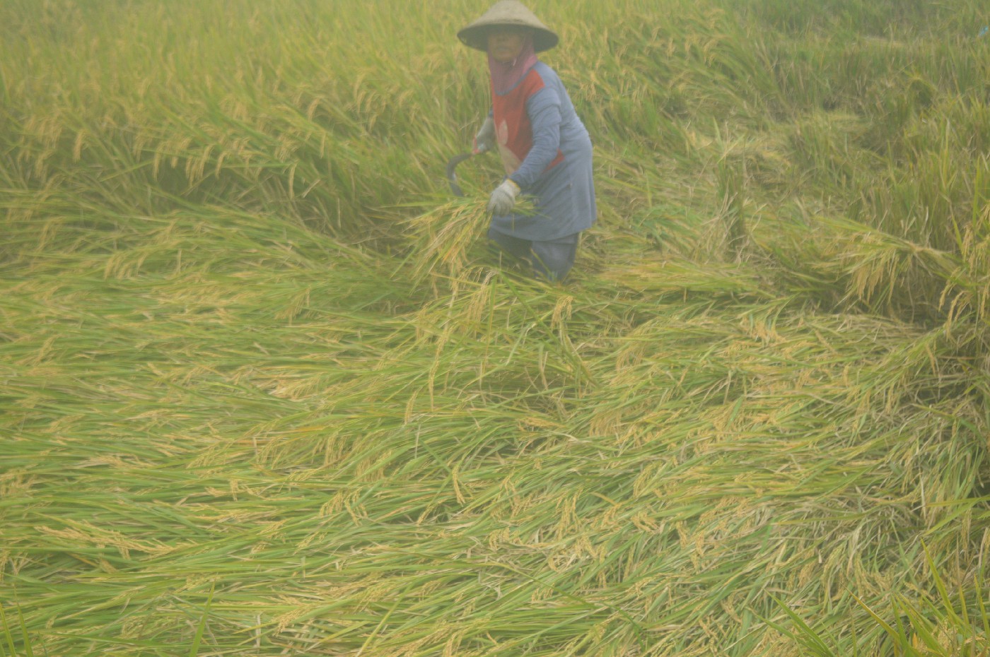 DIPANEN: Salah seorang buruh tani memanen padi yang ambruk di Desa Carangrejo, Kecamatan Kesamben, Jombang.