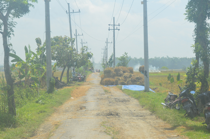 DIPANEN: Petani di Kecamatan Ploso Jombang memanen padi di pinggiran jalan.