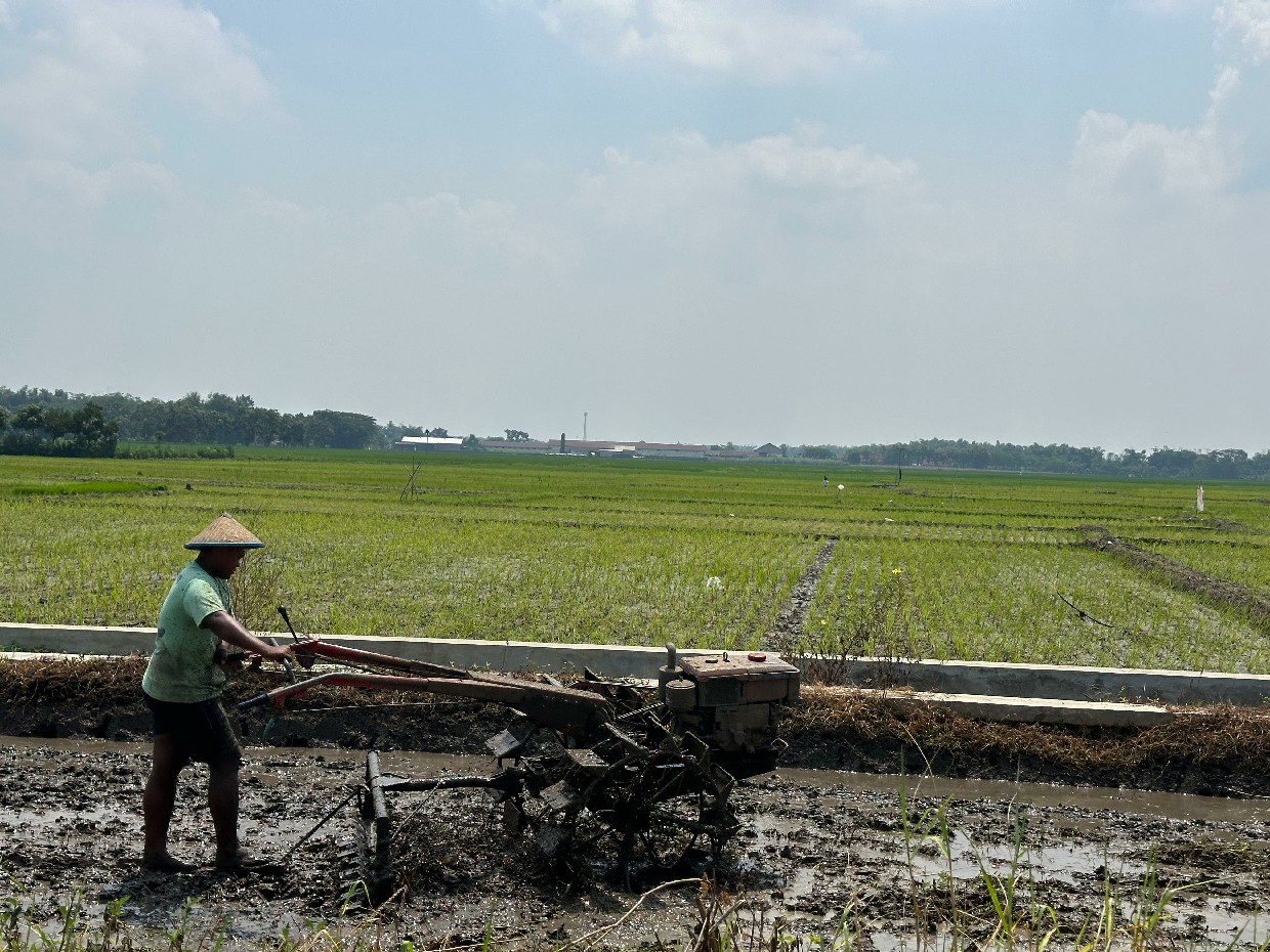 GARAP SAWAH: Petani di Kecamatan Bareng, Jombang mulai menyiapkan lahan untuk musim tanam berikutnya.