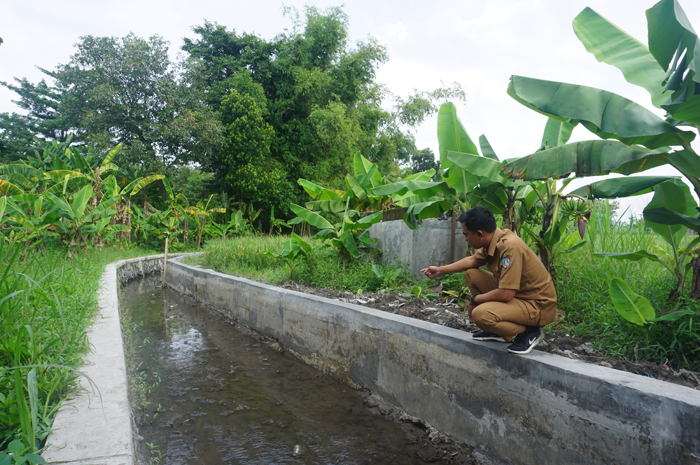 BANGUN TPT: Perangkat Desa Perak menunjukkan lokasi pembangunan TPT yang dibangun di wilayah persawahan di Dusun Plumpung dan Dusun/Desa/Kecamatan Perak, Jombang.