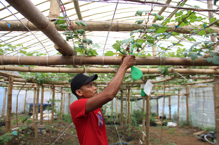 MELIMPAH: Rusman, warga Jombang saat merawat anggur jenis jupiter di green house, Rabu (5/6).