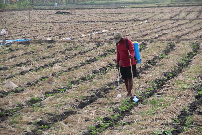BERALIH TANAM: Salah seorang petani di Desa Gebangbunder, Kecamatan Plandaan, tengah menanam blewah imbas Dam Karet Jatimlerek jebol.
