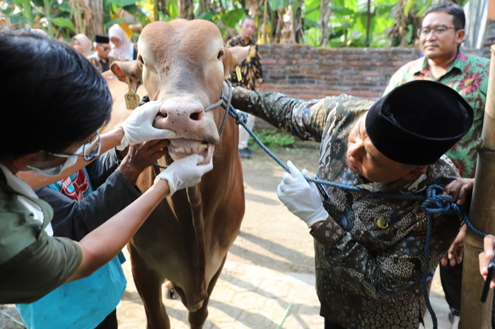 DICEK: Pj Bupati Jomban bersama rombongan melakukan pengecekan kesehatan hewan kurban di peternak Desa Denanyar, Kecamatan/Kabupaten Jombang.