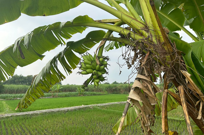 PROGRAM GAGAL: Bantuan bibit pisang mas kirana Disperta Jombang sedot anggaran Rp 2,1 miliar nasibnya kini tak jelas.