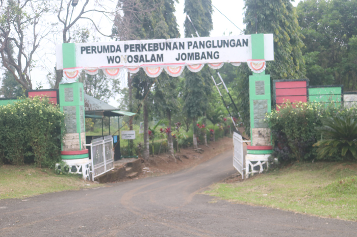 Perumda Perkebunan Panglungan Wonosalam Jombang