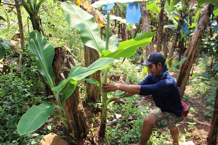 DIRAWAT: Petani merawat tanaman pisang cavendish di Dusun Segunung, Desa Carangwulung, Kecamatan Wonosalam, Jombang.