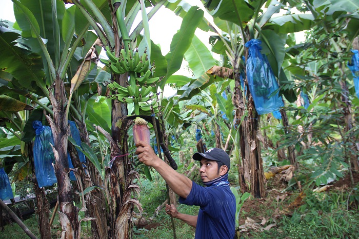 DIRAWAT: Petani merawat tanaman pisang cavendish di Dusun Segunung, Desa Carangwulung, Kecamatan Wonosalam, Jombang.
