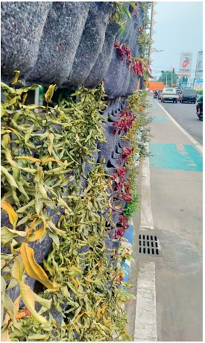 ANYAR: Tanaman taman vertikal Jl KH Wahid Hasyim dengan media kantong geotextile (2/7).