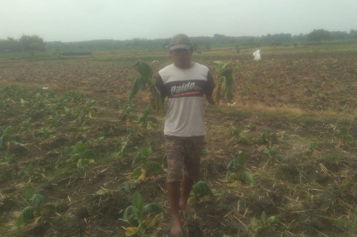 MATI: Salah seorang petani di Kecamatan Plandaan, Jombang tembakaunya mati diguyur hujan.