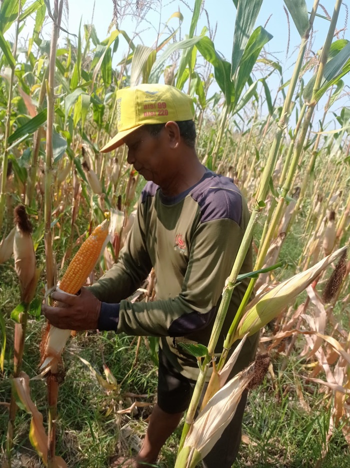 DIPANEN: Petani di Desa/Kecamatan Diwek, Jombang menunjukkan jagung yang dipanen, Kamis (25/7).