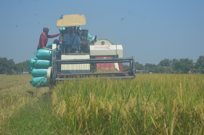 DIPANEN: Petani di Jombang memanfaatkan mesin combine untuk memanen padi ditengah harga jual gabah yang terus turun.