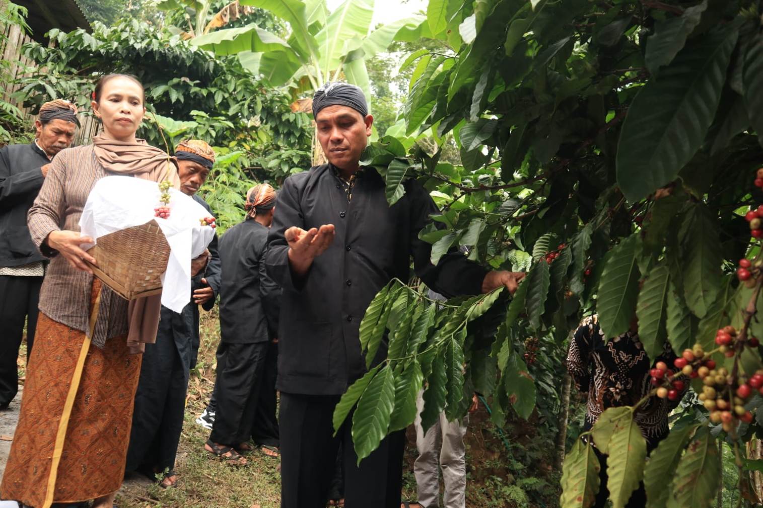 DIPETIK: Sesepuh desa saat memetik kopi di kebun warga menandai musim panen kopi di Wonosalam Jombang.