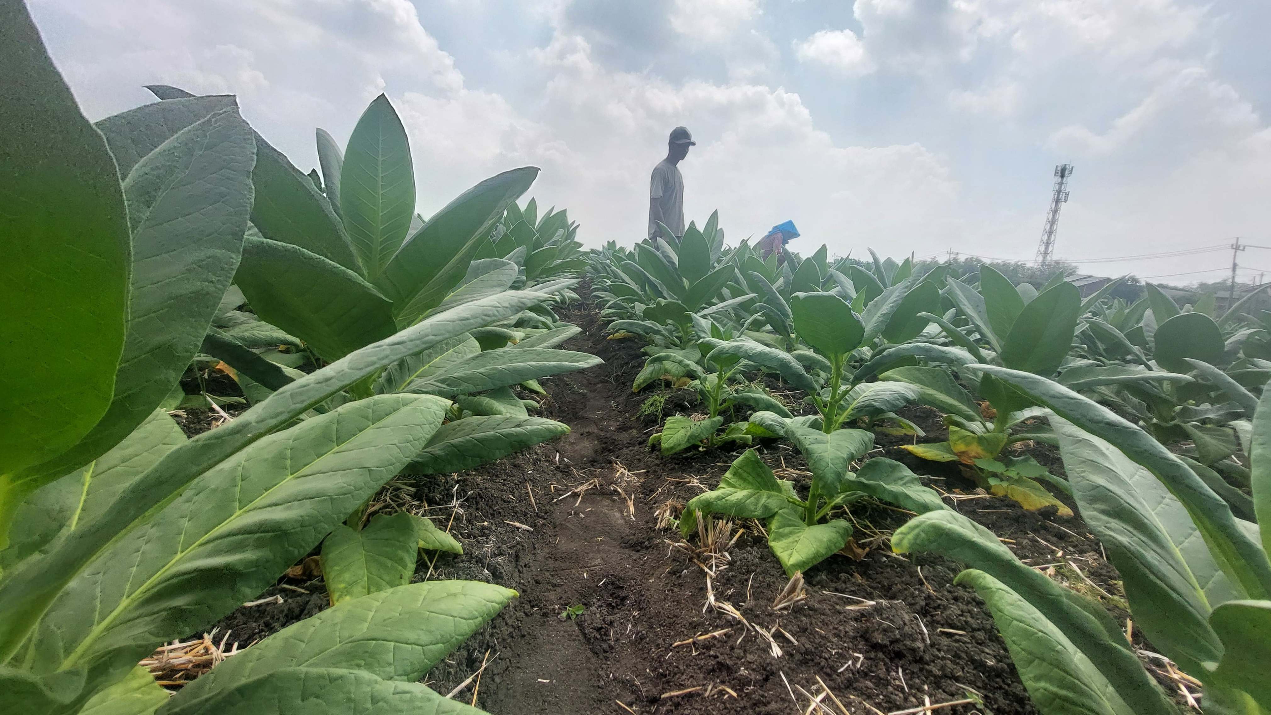 DIPUPUK: Petani tembakau di Desa Pagertanjung, Kecamatan Ploso, Jombang tengah memupuk tanamannya.
