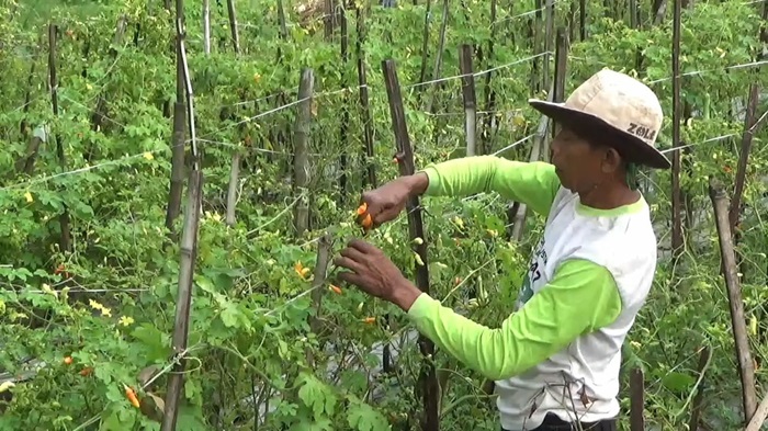 PEDAS: Petani cabai di Desa Kertorejo, Kecamatan Ngoro, Jombang saat panen.