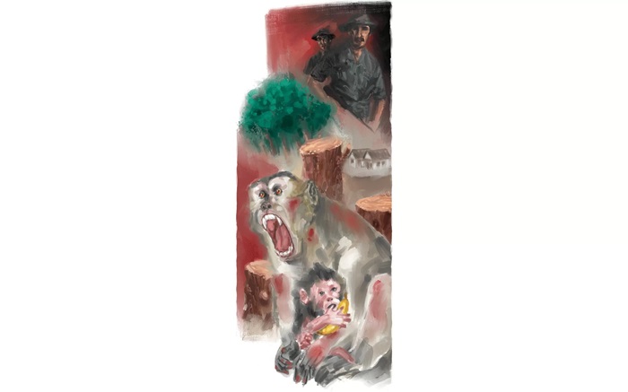 Ilustrasi monyet