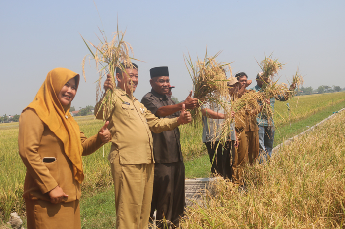 Pemerintah Desa (Pemdes) Sukorejo, Kecamatan Perak saat mengikuti panen raya yang digelar Dinas Pertanian.