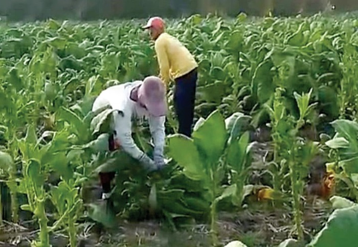 DIPANEN: Petani tembakau di utara Brantas Jombang semringah, karena harga jual tinggi.