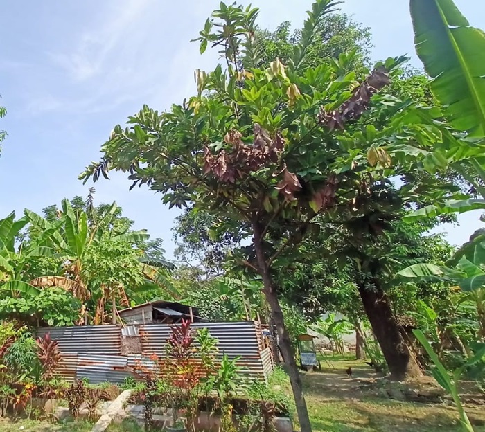 Situs rumah kelahiran proklamator kemerdekaan bangsa Indonesia di Rejoagung, Ploso, Jombang  tak terurus.