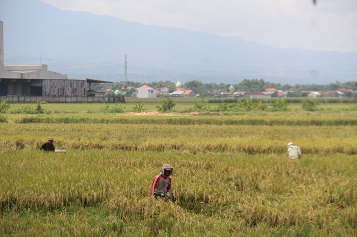 PANEN TERAKHIR: Sejumlah petani memanen padi di kawasan Desa Miagan Kecamatan Mojoagung, Jombang.